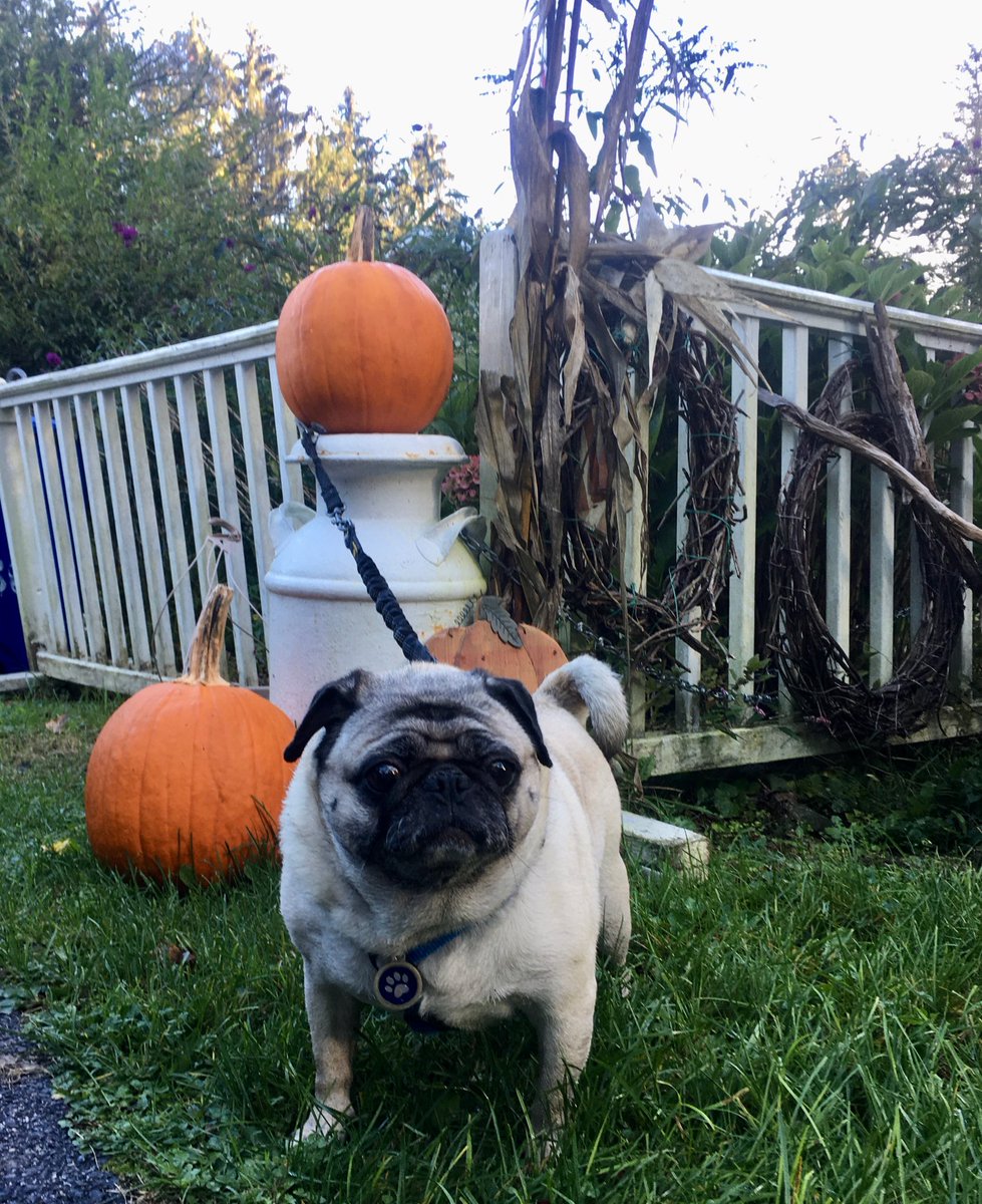 auntytem's tweet photo. @NationalPugDay Coco’s #Pugkin #photoshoot #NationalPugDay #PugDay 🎃🐾❤️ https://t.co/so9uW1d7Jb