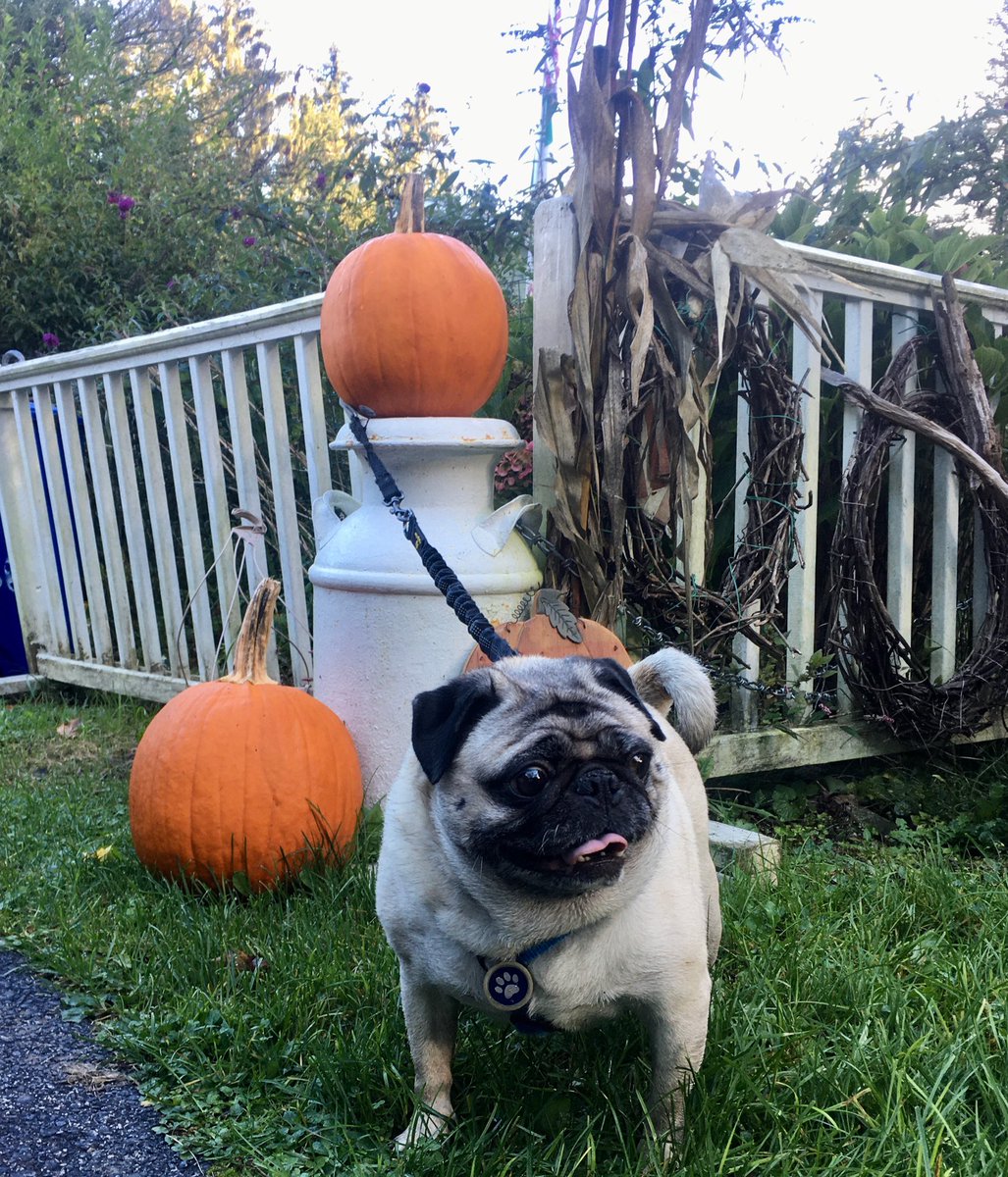 auntytem's tweet photo. @NationalPugDay Coco’s #Pugkin #photoshoot #NationalPugDay #PugDay 🎃🐾❤️ https://t.co/so9uW1d7Jb