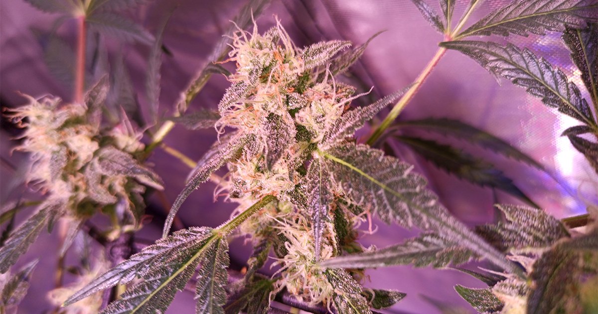 HerbiesSeeds's tweet photo. Can you see the hugs in this pic? 🤗
🌿 Seed strain: Green Gelato Automatic (RQS)
✈️ THC 24%
⏱ Autoflowering
🏡 Indoor/outdoor
📷 By: JohnnyBlaze (growdiaries)

#herbiesseeds #seedbank #fastbuds #grower #autoflower #feminized #plant  #seeds #pyramidseeds #greengelatoauto https://t.co/22Uir9igxu