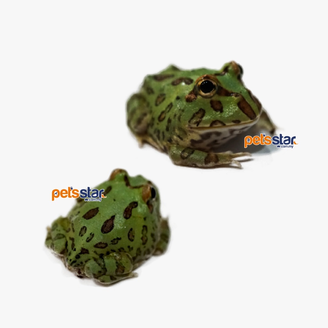 PetsStarComMy's tweet photo. CRANWELLI'S PACMAN FROG 🐸

Follow us for upcoming updates and promotion @petsstar_exotic
https://t.co/QvW0Sw08b3

For more information contact us:
010-986 9396 (9am to 7pm OPEN DAILY)
010-392 9396

#PETSSTAR #EXOTICANIMAL  #petsstarexotic #petshop #reptile #petshopklang https://t.co/OWnBJfkbwf