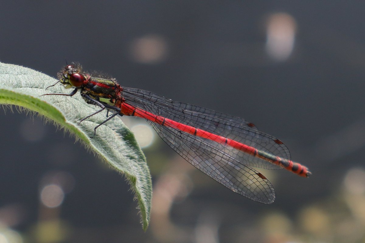 This was one of the many large red damselflies that emerged from the wildlife pond this year

I was quite surprised as the pond was built late spring 2020

#pwME #LargeRedDamselfly