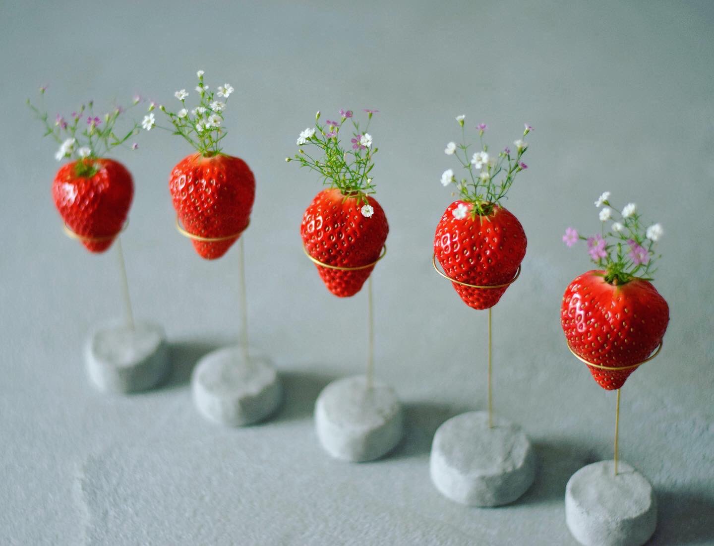 echidna fruit pot エアープランツ　プランター　苺 echidna fruit pot エアープランツ プランター 苺 echidna fruit