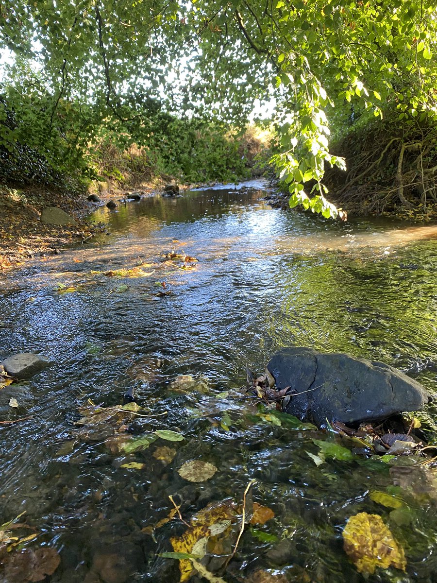 bridgendprimary's tweet image. Enjoying the crisp Autumn morning at the local burn ☀️🍂❤️ #localenvironment #exploring