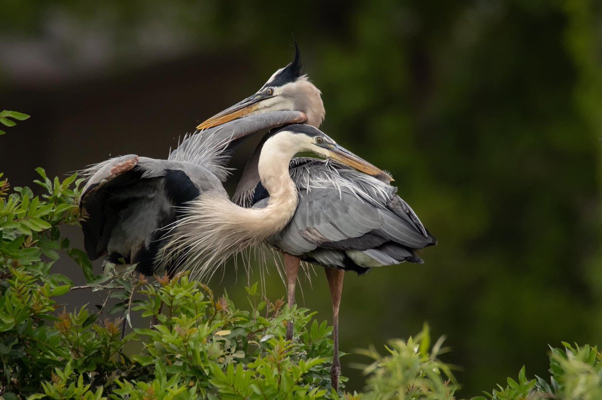VIEW FULL SCREEN PLEASE Let’s celebrate the Weekend with LOVE ❤️ !! These great blue herons are showing some affection as they make returned with more building materials. Prints are available for purchase as well. #TwitterNatureCommunity #NaturePhotography #birds