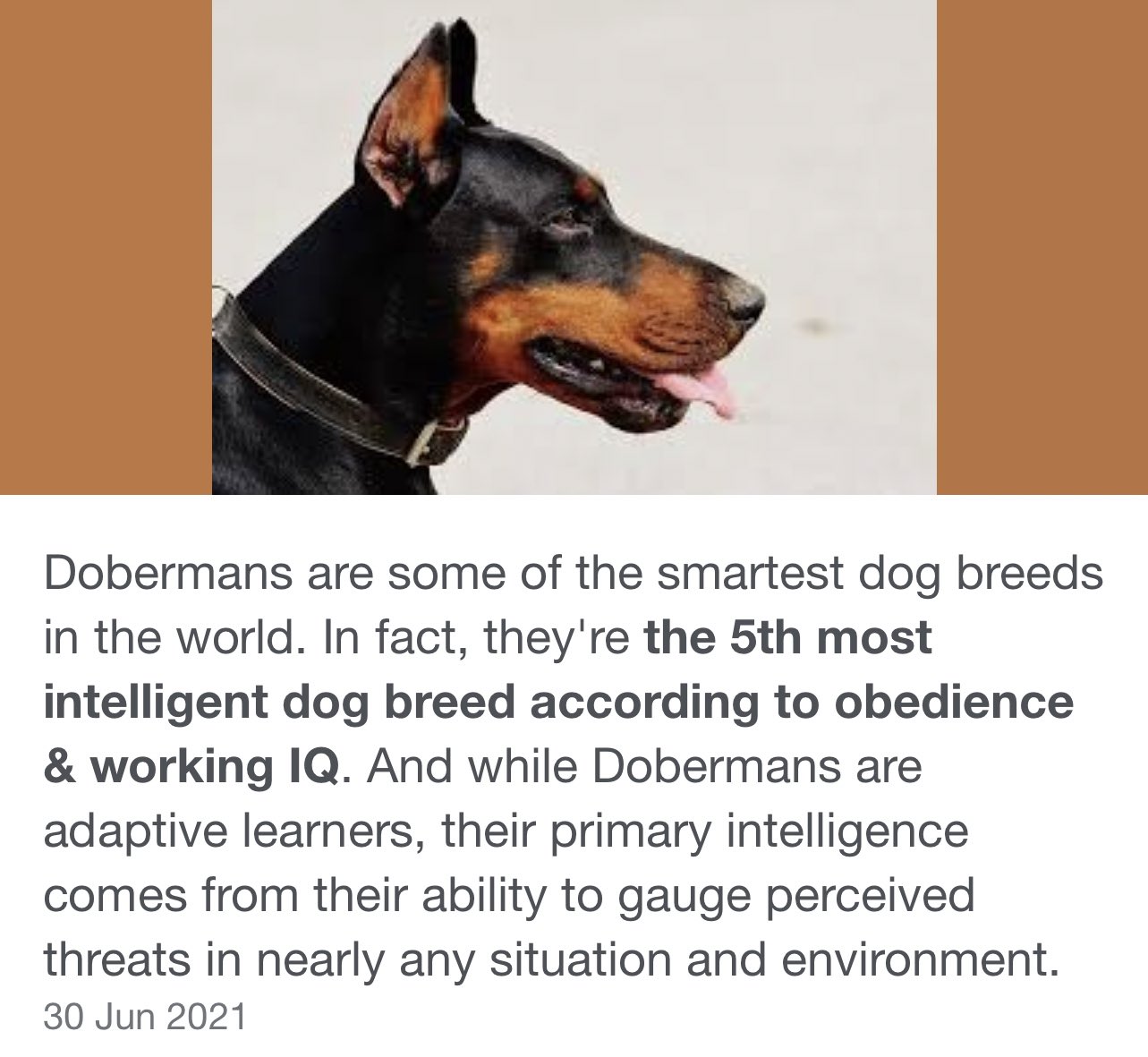 What Is The Smartest Dog Breed 2021