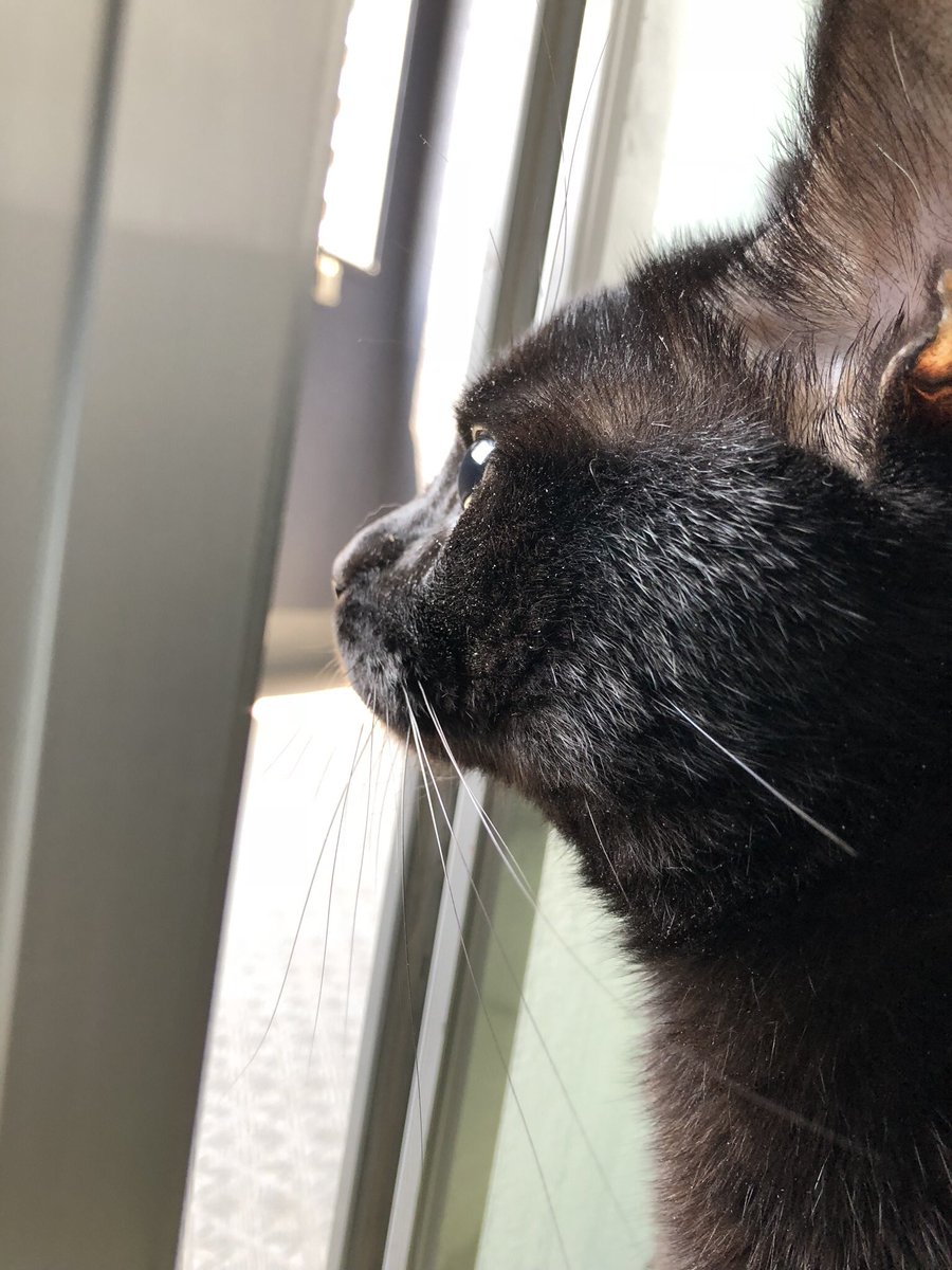 猫にとってレーザーポインターで遊ぶのはストレスが溜まる可能性アリ 最新の研究結果に猫好きの反応さまざま Togetter 猫にとってレーザーポインターで遊ぶのはストレスが溜まる可能性アリ 最新の研究結果に猫好きの反応さまざま Togetter