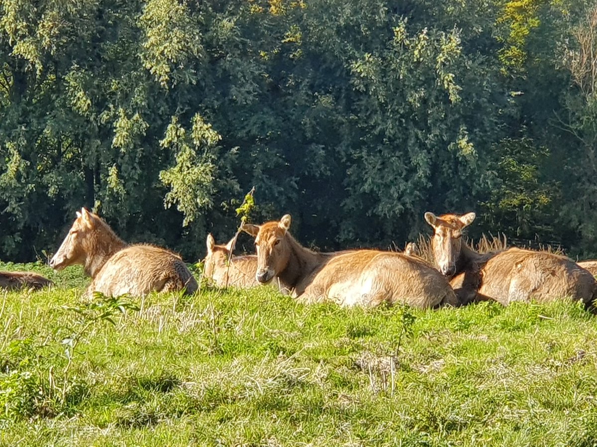 #Natuurpark#Lelystad
Lekker in het herfst zonnetje
