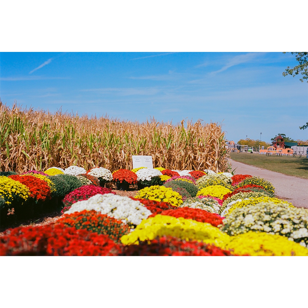 sbjmedia's tweet photo. Mums for days..

📷 Minolta Maxxum 450si⁠⁠⁠
🎞️ Kodak Ektar 100⁠⁠⁠
🔍 Maxxum AF 50mm 1.7⁠⁠⁠

#ektar100 #krolls #krollsfarm #minolta #minolta450si #minoltagang #minoltamaxxum  #mums #analog #film #filmcamera #filmphotography #35mm #35mmphotography #ishootfilm https://t.co/6JhXFLpAuQ