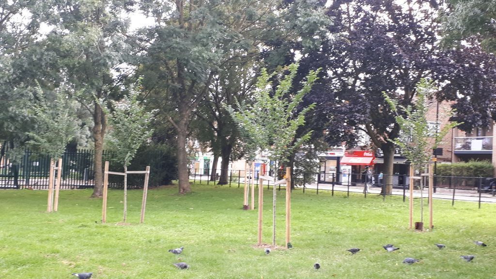 MGreer_PR's tweet image. Good news! I have new climate-friendly neighbours on @SouthEalingRoad today. @LBofHounslow has planted several Common Elm and Hornbeam saplings in Clayponds Gardens. 🌳🌲
#ClimateAction #TreesForOurPlanet