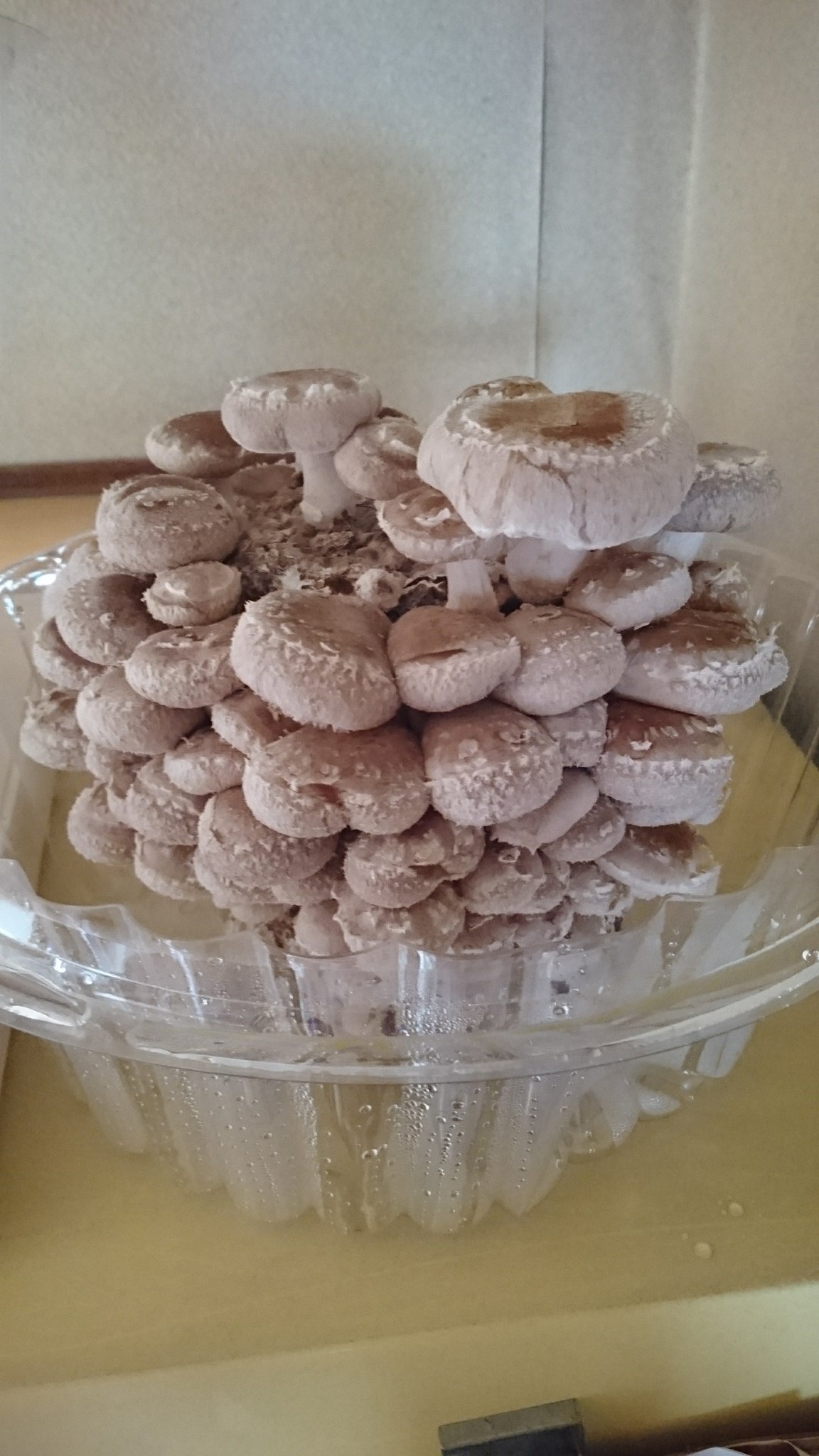 お好み焼き まりや Mariya Twitter