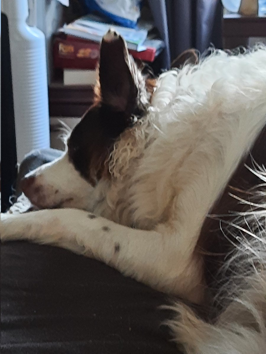 AlbanationSimon's tweet photo. So Harley is lying on the bed in the sun. It turns her fluff the colour of her mum, copper red https://t.co/ZBgf4ZjalL