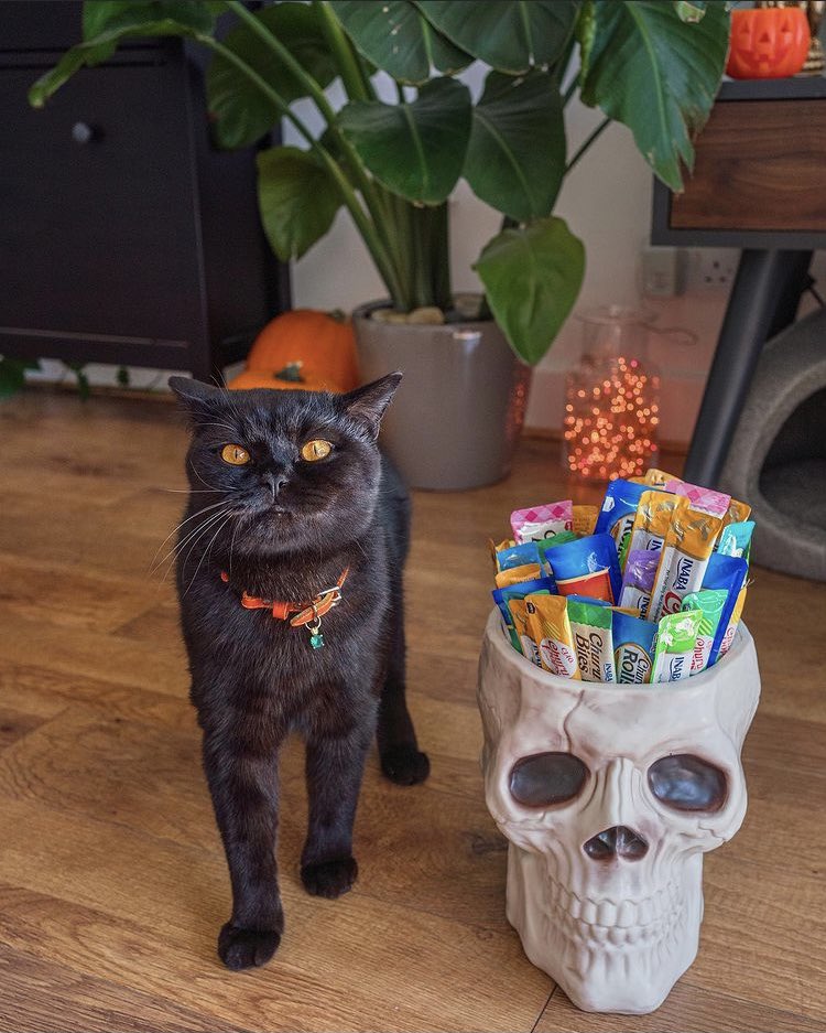 INABA_UK's tweet photo. With Halloween just around the corner, it’s time to stock up on treats😻
So head over to our website to get yours now💕
#churuuk #cats #catlife #catlovers #catloversclub #catlover #happycat #hungrycat #catoftheday #catslover #cutecats #Halloween #halloweentreats https://t.co/9e31MLhxHZ