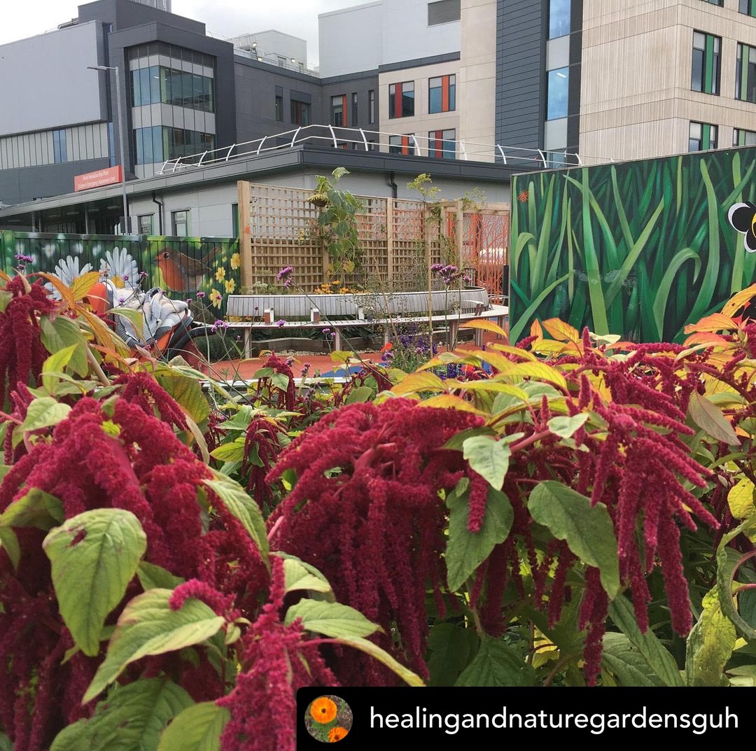 A beautiful picture of the Grange University Hospital taken from the children’s nature & ICU healing garden by the wonderful artist-in-resident Cecile Johnson Soliz ⁦@CecileJS⁩ 🌱🐝🌻 ⁦@AneurinBevanUHB⁩ ⁦@studio_response⁩ #artsinhealthwales #grangeunihospital