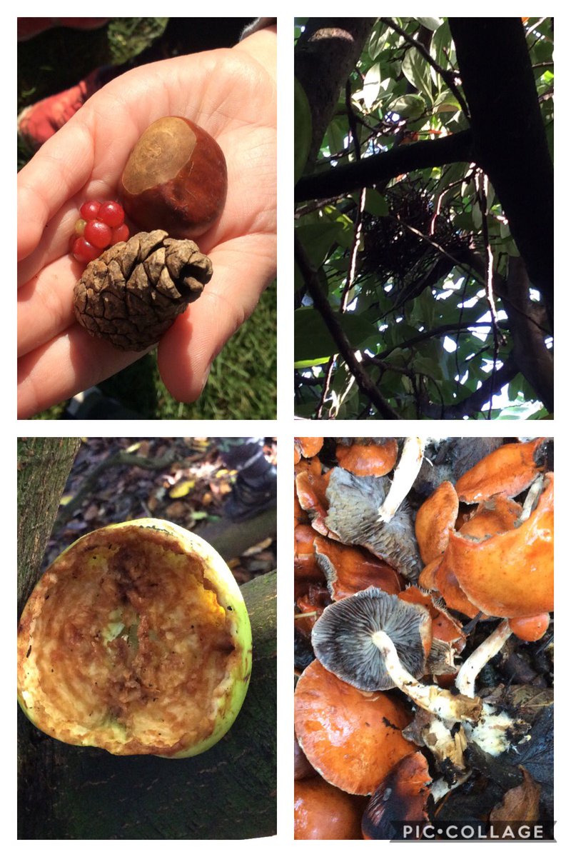 Lots of amazing finds in Forest School today 🌲 🌳