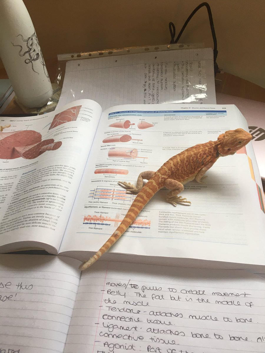 JaneTheStN's tweet photo. Scaley support from Mushu today, who is more knowledgable than I suspected about muscles. 10/10 will study together again #weUoSnurses #am211 https://t.co/N4vMueSJYz