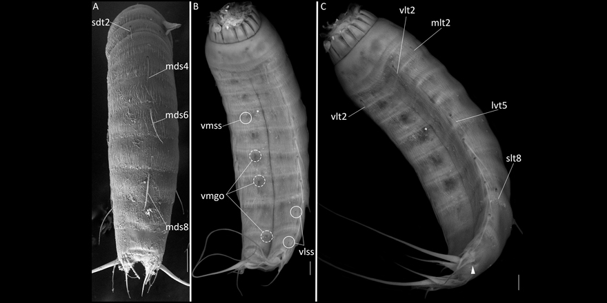 [#Zoology] Echinoderes xiphophorus sp. nov. – the first deep-water representative of Echinoderidae in the Sea of Japan (Kinorhyncha: Cyclorhagida) ⬇️

🔗 DOI: doi.org/10.5852/ejt.20…
🖋️ Andrey V. Adrianov, Anastassya S. Maiorova
#Echinoderes #deepsea #meiofauna #taxonomy #bathyal