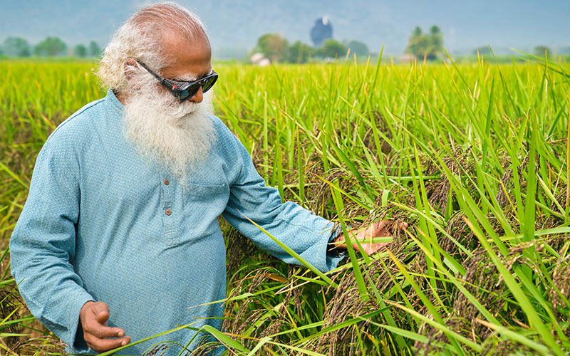 Our body is essentially soil and water. The quality of our soil and water determines the quality of our food, our body, and our life. #SadhguruQuotes #WorldFoodDay
