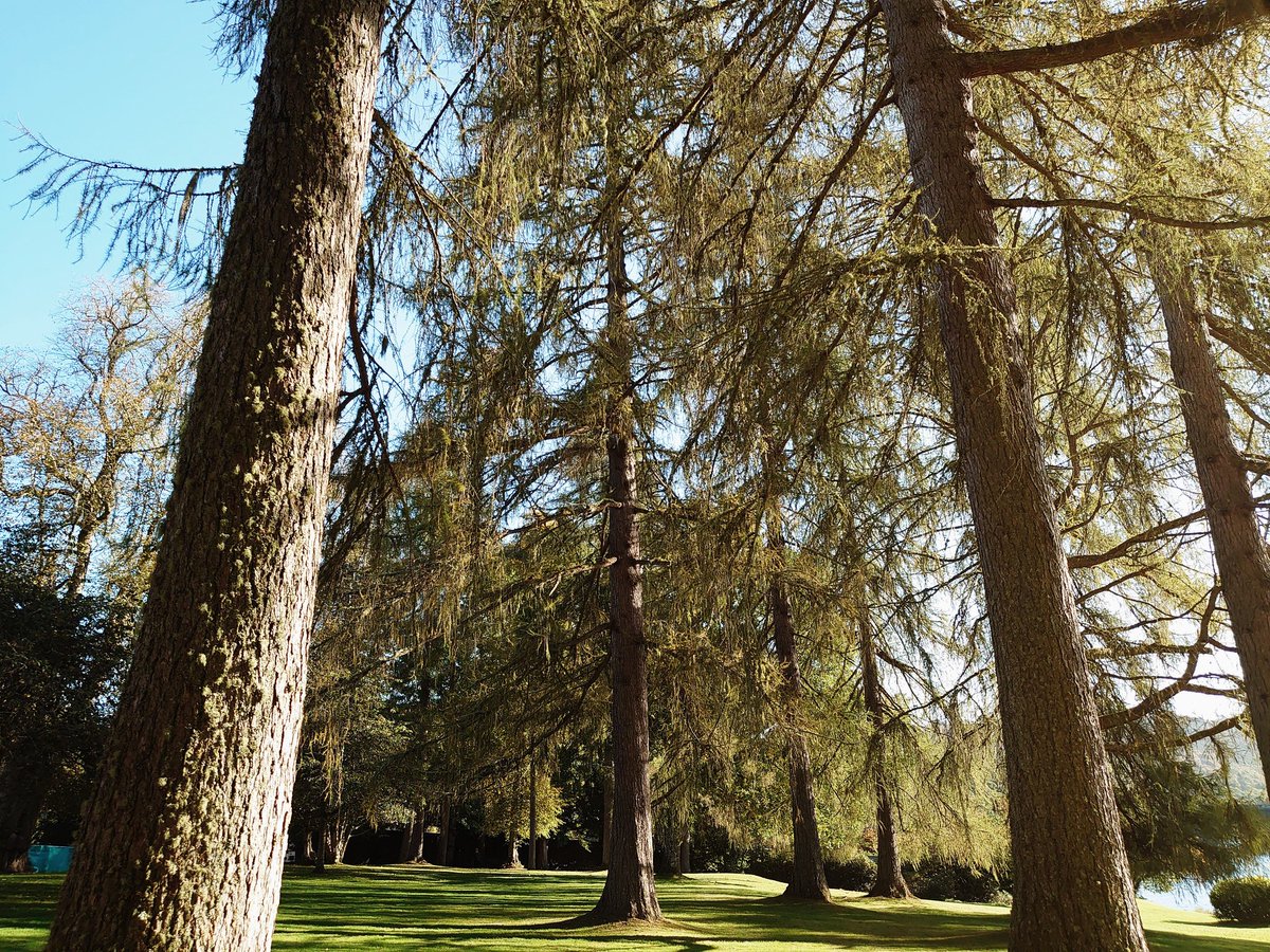 don_esson's tweet image. #Healthandwellbeing
#Octoberbreak

“Ancient trees are precious. There is little else on Earth that plays host to such a rich community of life within a single living organism.”

Sir David Attenborough