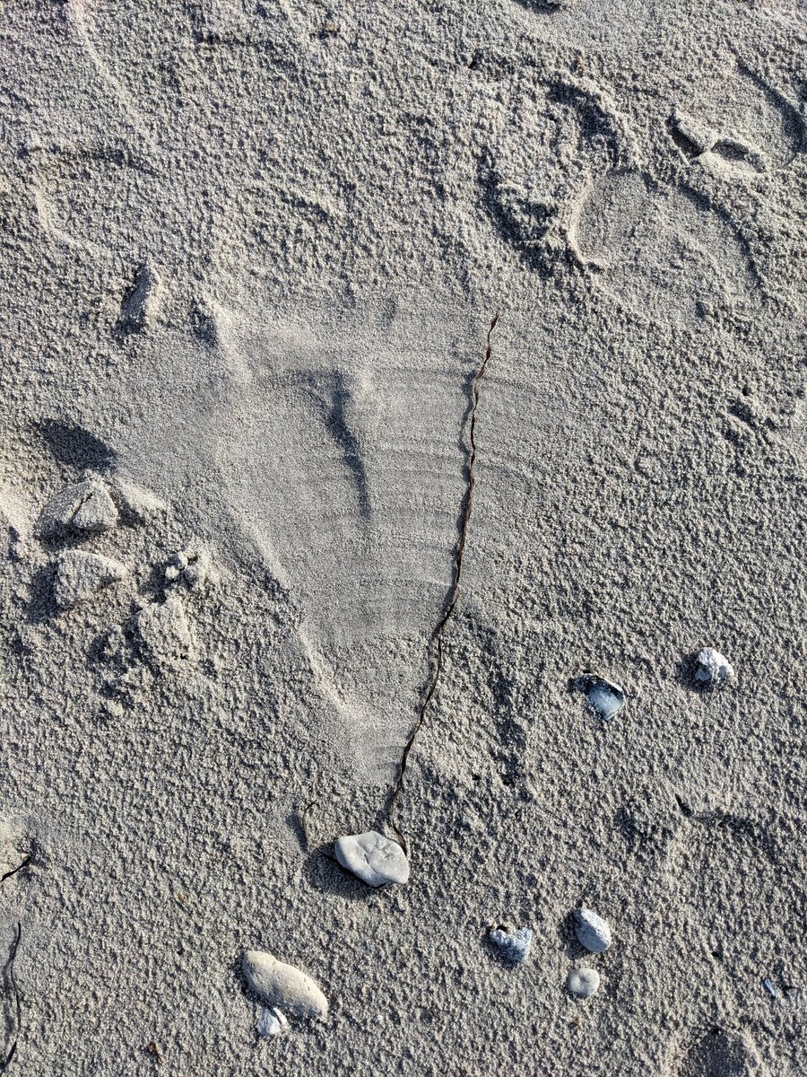 This is such a cool sedimentary structure! I call it the 'windshield wiper'.