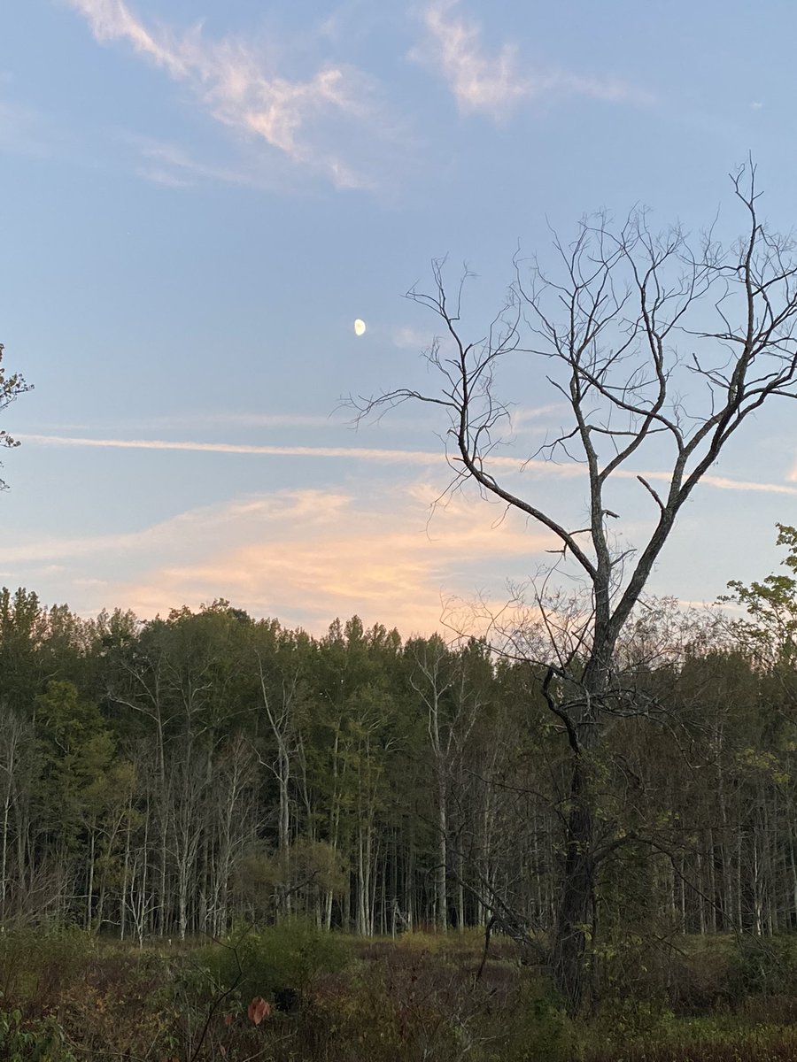 ladyboycal's tweet photo. And nature keeps naturin’. #nature #beauty #wetlands #peace https://t.co/tChJ0nHPAb