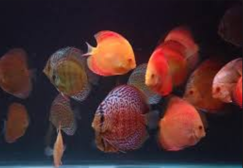 DiscusGuydotcom's tweet photo. How Many Discus Fish - https://t.co/zoddtrIdfV https://t.co/eg14tYJzVC