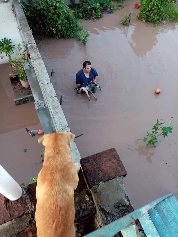 NayEnDigital's tweet photo. Las mascotas también son parte de la familia y están muriendo. 

Una imagen que dice más que las palabras. #FuerzaNayarit https://t.co/cS65eIuxJJ