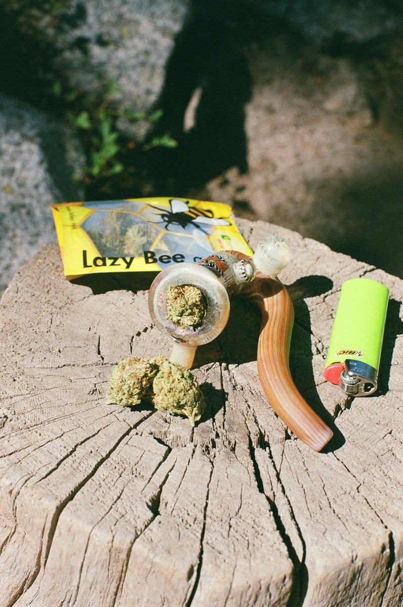 LazyBeeGardens's tweet photo. #Flashback to summer on #film! Fall is upon us, but that doesn't mean we can't dream of warm hikes in the Enchantments. #WifiOG is a must-pack for all your seasonal trail adventures. This Lazy Bee legacy strain is a cross of The White with Fire OG and one of our favorites. ππβ° https://t.co/awAYZLIcKj