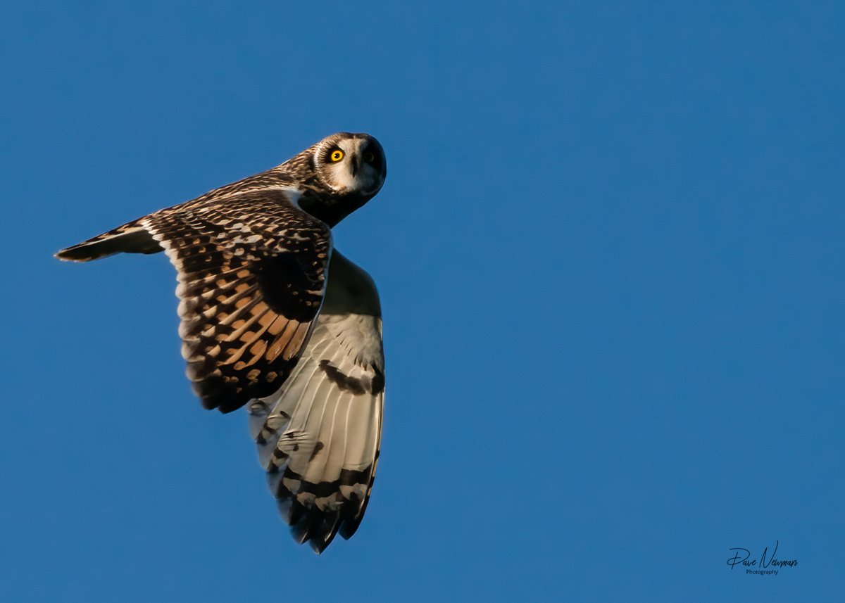DaveSpherical's tweet photo. When a #short #eared #owl gives you the stare during a fly past.. 😮😍📸
@TheTalonUK #talons #owls #flight #TwitterNatureCommunity #birdsofprey #bird #birds #wings #PredatorShot #feathers #sonyalpha https://t.co/4ZndL1byUx