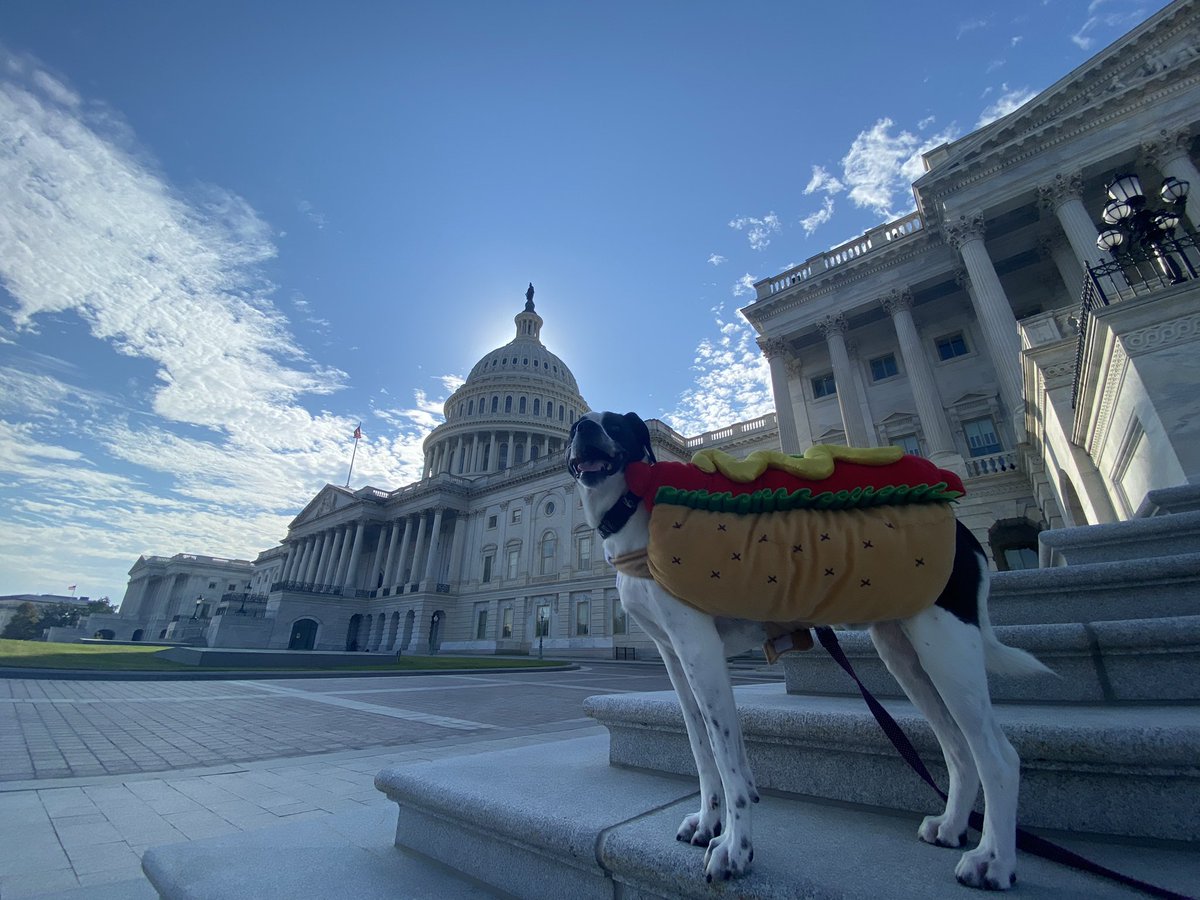 AEhasenberg's tweet photo. All American hotdog in the Capitol today.
#politicalpups https://t.co/vqVtXSz8y0