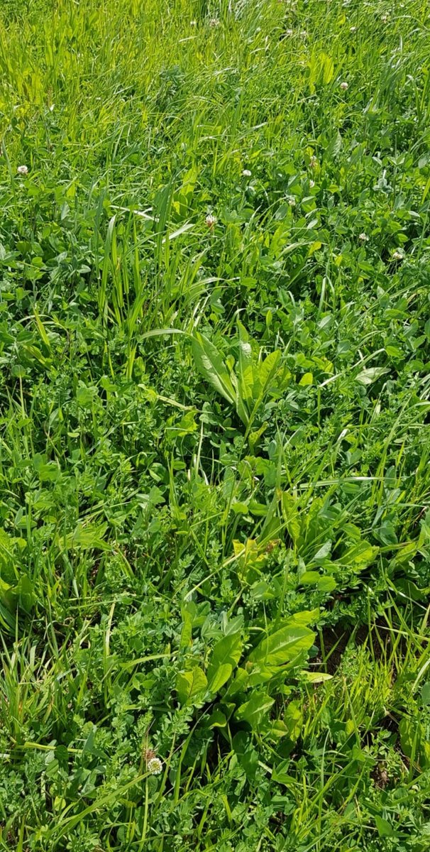 PolachoApolant's tweet photo. Pradera PP1 siembra #cruzada en base a Achicoria #Panther + Dactylis #Poseidón+ Festuca #ROYAL+TR #Vulcano+TB #Apolo+Lotus #NiloHT. Envidiable cómo está! Antecesor: Sorgo forrajero #ADV2800 fotosensitivo y BMR. Antes del sorgo (0toño 2020) Raigrás #Selva Itálico 4n.
@GentosUy https://t.co/oOQh08wDI3
