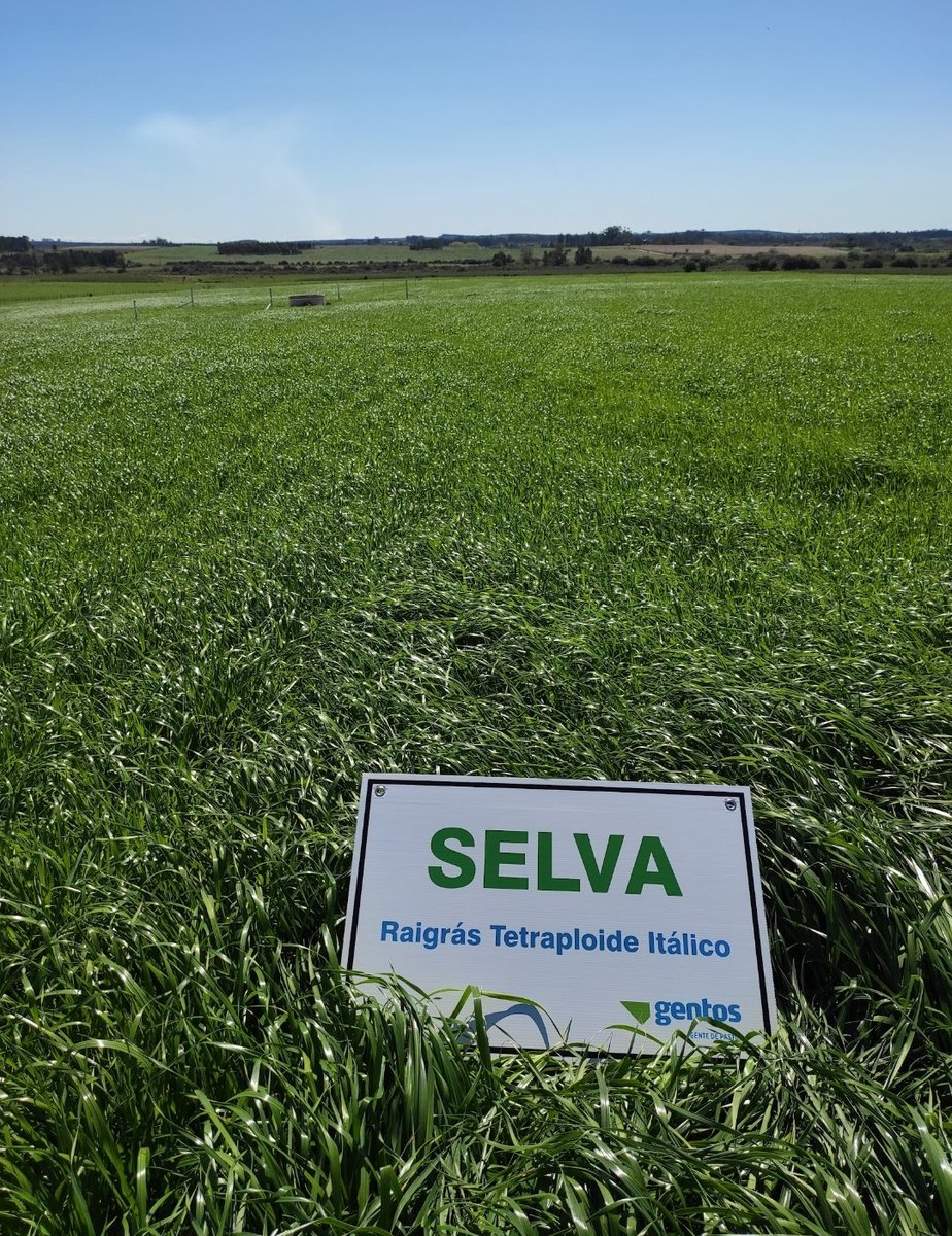 PolachoApolant's tweet photo. Pradera PP1 siembra #cruzada en base a Achicoria #Panther + Dactylis #Poseidón+ Festuca #ROYAL+TR #Vulcano+TB #Apolo+Lotus #NiloHT. Envidiable cómo está! Antecesor: Sorgo forrajero #ADV2800 fotosensitivo y BMR. Antes del sorgo (0toño 2020) Raigrás #Selva Itálico 4n.
@GentosUy https://t.co/oOQh08wDI3