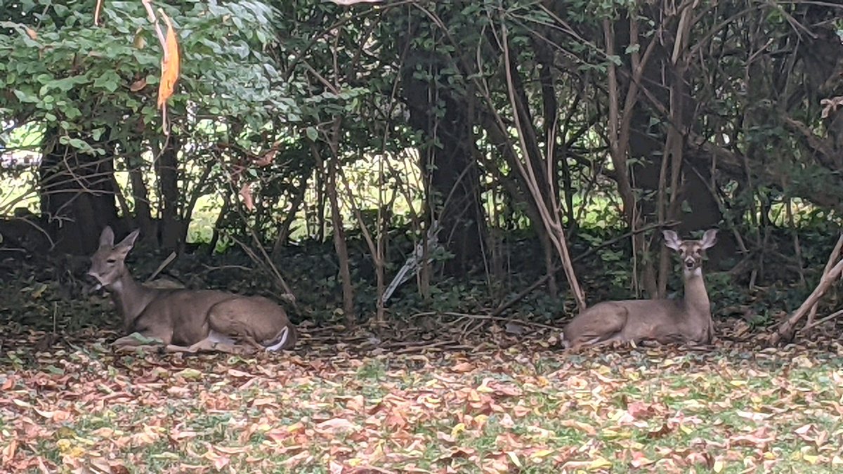 CU_outside's tweet image. Sheridan