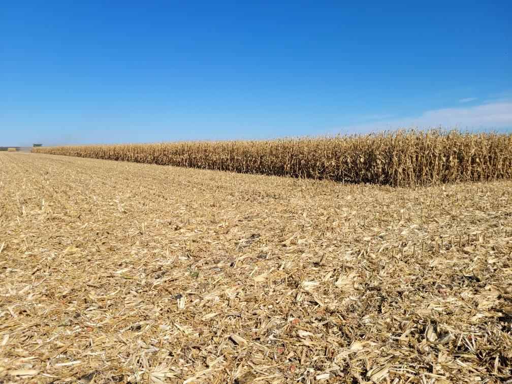 H4734 standing tall near Tyler, MN.  #harvest2021