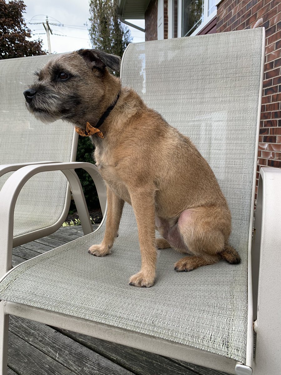 Hubble_BTerrier's tweet photo. Well pals, the deed's been done. I'm feeling a little naked. π¬ #BTPosse #stripped https://t.co/JmVj3kxGjH