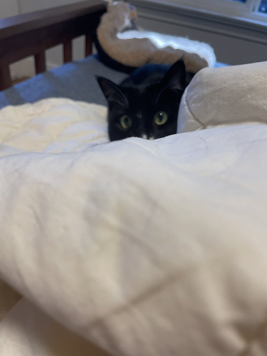 BeatrixAnn1's tweet photo. Today is mama’s birthday. To celebrate I played the peek-a-boo game with her and only scratched a little bit when I caught her. https://t.co/GICFzKmODM