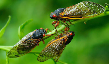 GuastiJackson's tweet photo. The cicadas are coming! Billions will come out of the ground this spring for a short—but loud—visit. 🔊

Discuss this phenomenon with your students and see if they can "buzz" through this short quiz. https://t.co/bphR23st4M https://t.co/rbWk2SpaoQ