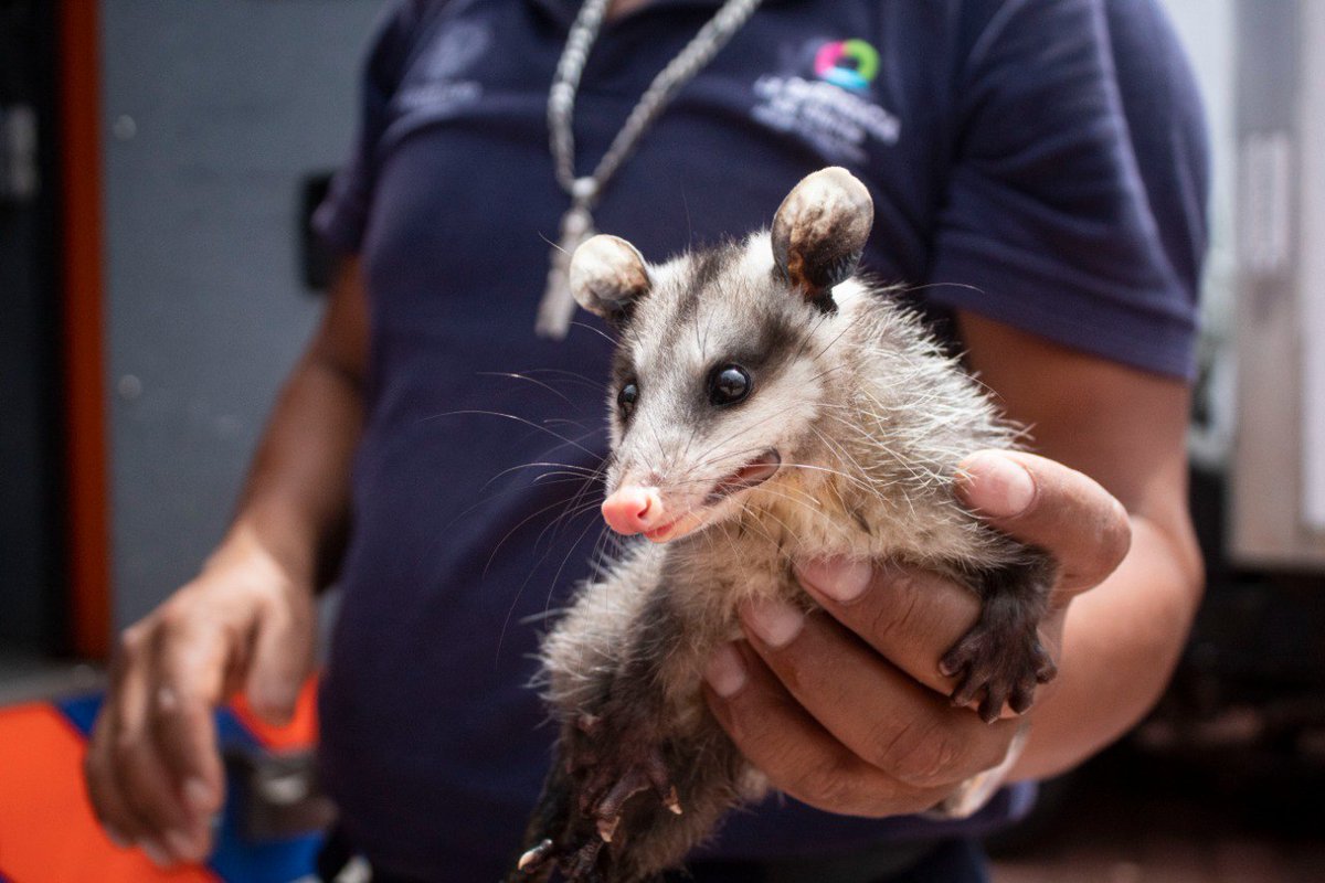 PCIVILQRO: RT <a href="/spublicosqro/">Servicios Públicos Municipales</a>: La fauna silvestre es muy importante 🙌, si te encuentras con estos animalitos 🦡 no los captures ni los lastimes ❌.

Si el animalito o alguna persona se encuentra en peligro comunícate a la línea única de emergencias: 9-1-…