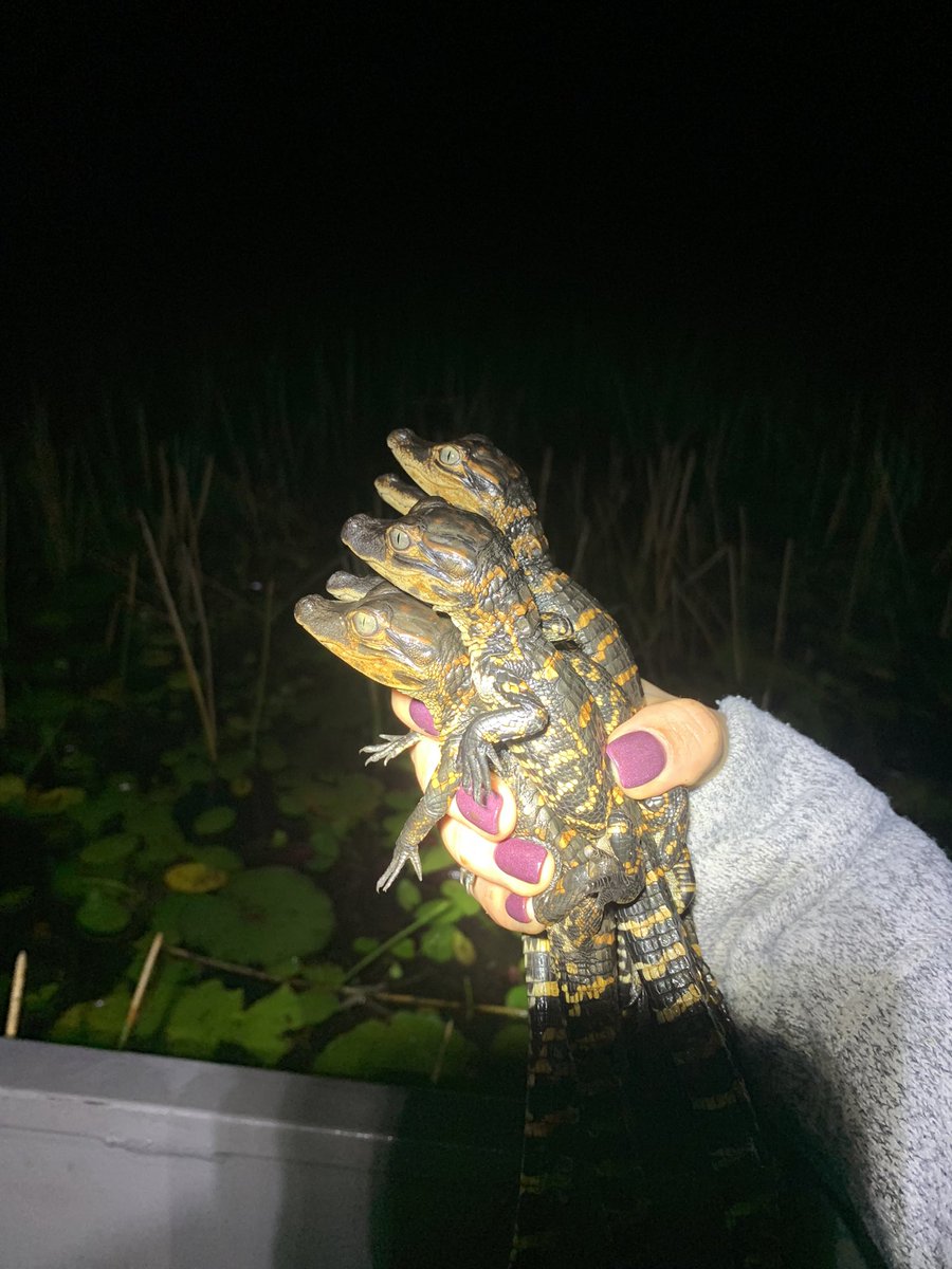 lab_parrott's tweet photo. Last night our MS student Josiah Johnson, with the help of @laurakojima and Ethan Shealy, had a successful first recapture event recapturing 20 of his released hatchling gators that were reared in our lab this summer. Hopefully tonight’s recapture efforts go as smoothly! 🐊 https://t.co/KTq9igetWO