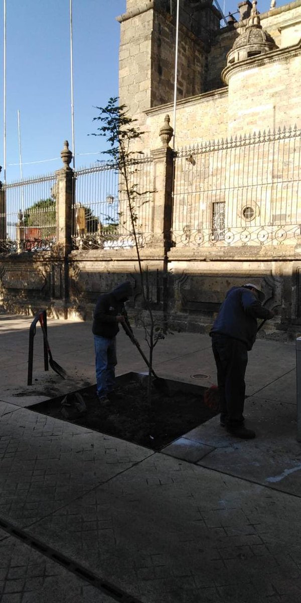 Gobierno de Guadalajara tweet media