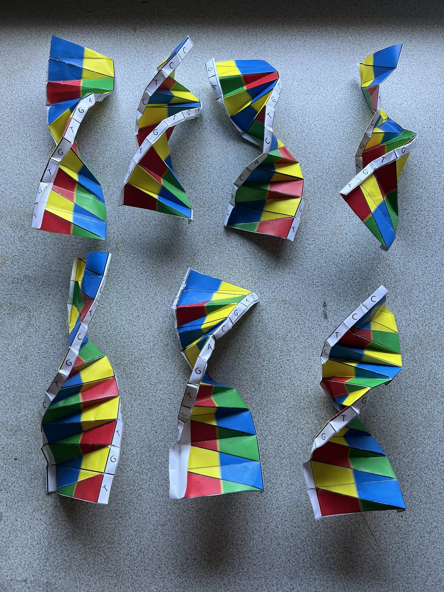 MrsC_Kelly's tweet photo. DNA origami with year 8 yesterday went well. #structureday #biologyteacher #proudtobeWrenn @CreativeEdTrust @WrennSchool https://t.co/qq9ZZMAl3V