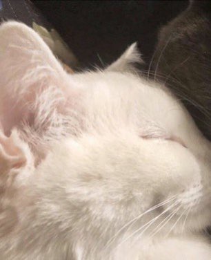 PetWorld02's tweet photo. https://t.co/2b7RoIHtGd