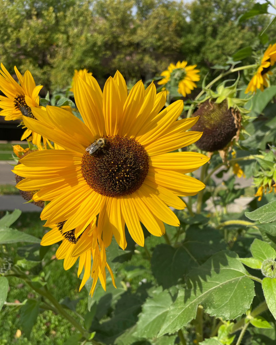 If we lose bees, we may be looking at losing apples and oranges. We may be looking at losing a great deal of other crops, as well, and other animals that depend on those crops.  - Annalee Newitz; Our clients understand that like the bees are simply part of the bigger ecosystem