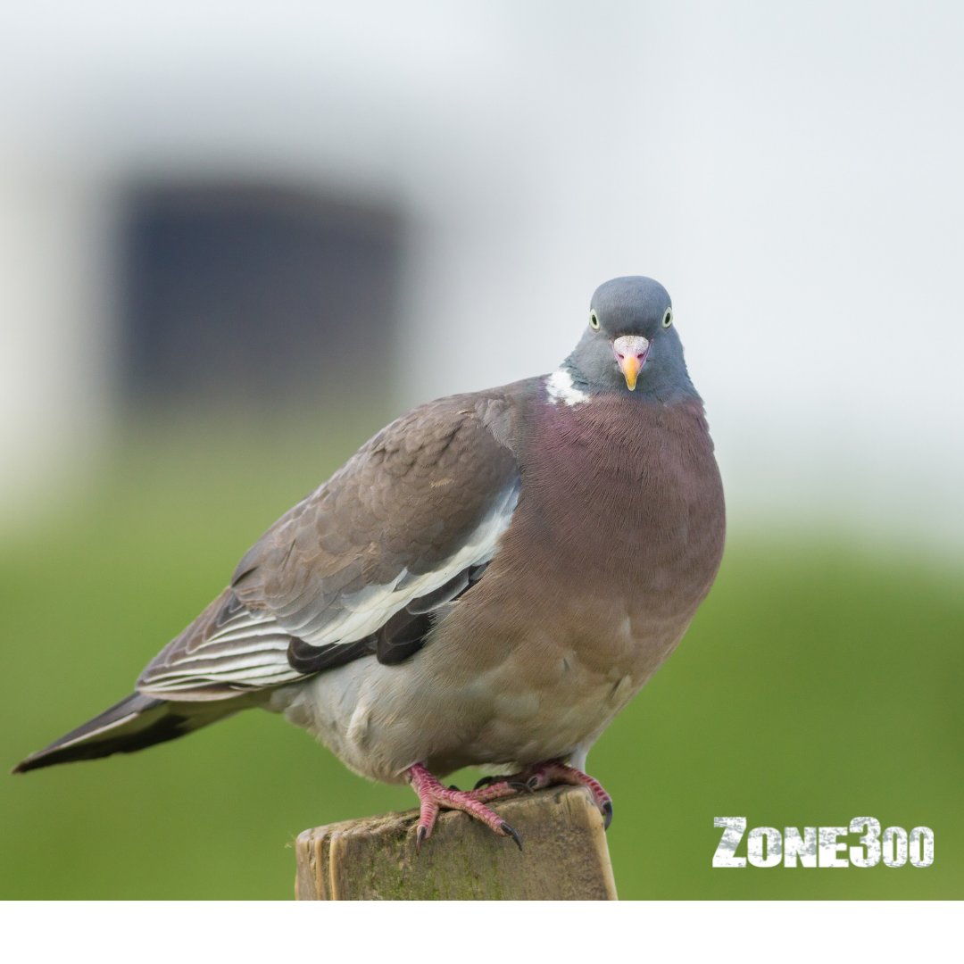 Zone300off's tweet photo. La palombe ou plutôt l'oiseau bleu 🐦 Connaissez vous ce migrateur ? 
Retrouvez le dans le film La Fièvre Bleue, production Zone300. Le lien juste ici : https://t.co/u8y1Z7zFPM

#zone300 #chasse #hunting #filmdechasse #videodechasse #chasseurfrancais #filmzone300  #palombe https://t.co/meYk78XOHS
