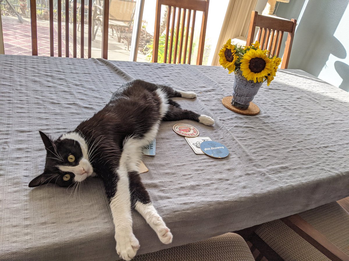 pboone's tweet photo. I love cats. I love house plants. My cat loves house plants. How do I solve this conundrum? Right now all I have is a cactus that even my dumb cat is (usually) smart enough not to eat, and a monstera on the one bookshelf that's out of his reach. https://t.co/GOW4hwOy7n