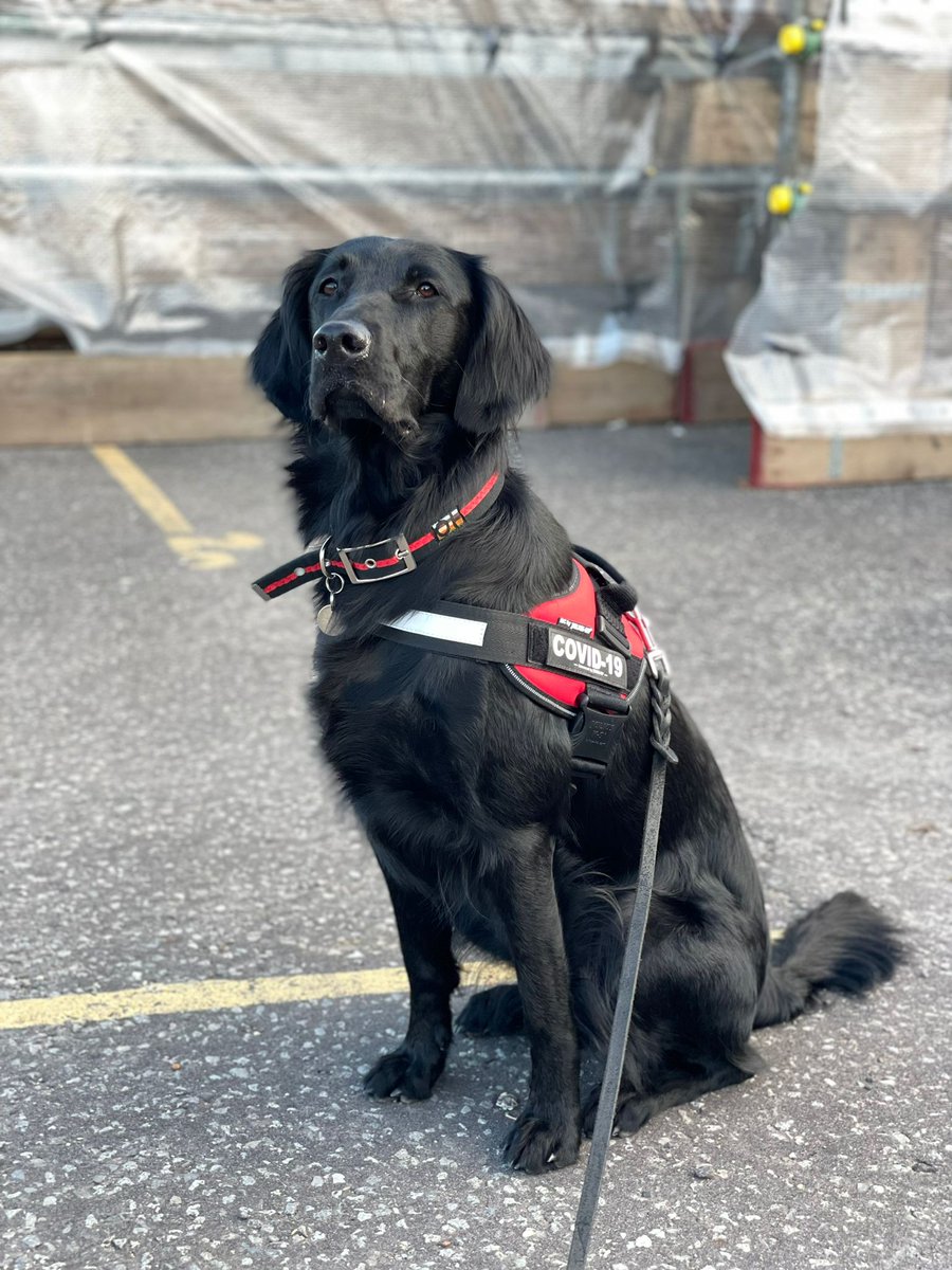 MedDetectDogs's tweet photo. Need a fast, accurate, non-invasive test for COVID-19? Don't worry, Willow's got this.

She's one of our #COVID19 detection dogs training in the field, screening people in a split second to see if they pick up the odour of the virus. 

https://t.co/EaNRDywpyv 

@LSHTM @durham_uni https://t.co/Y0Wy0czaI8