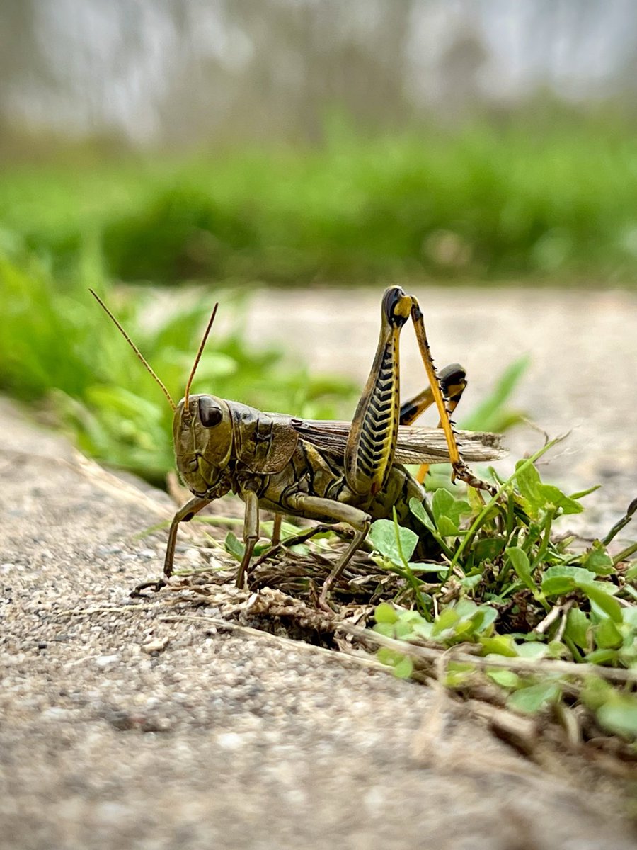 ChrisFarrell's tweet image. Micro photography on #iPhone13Pro is incredible.