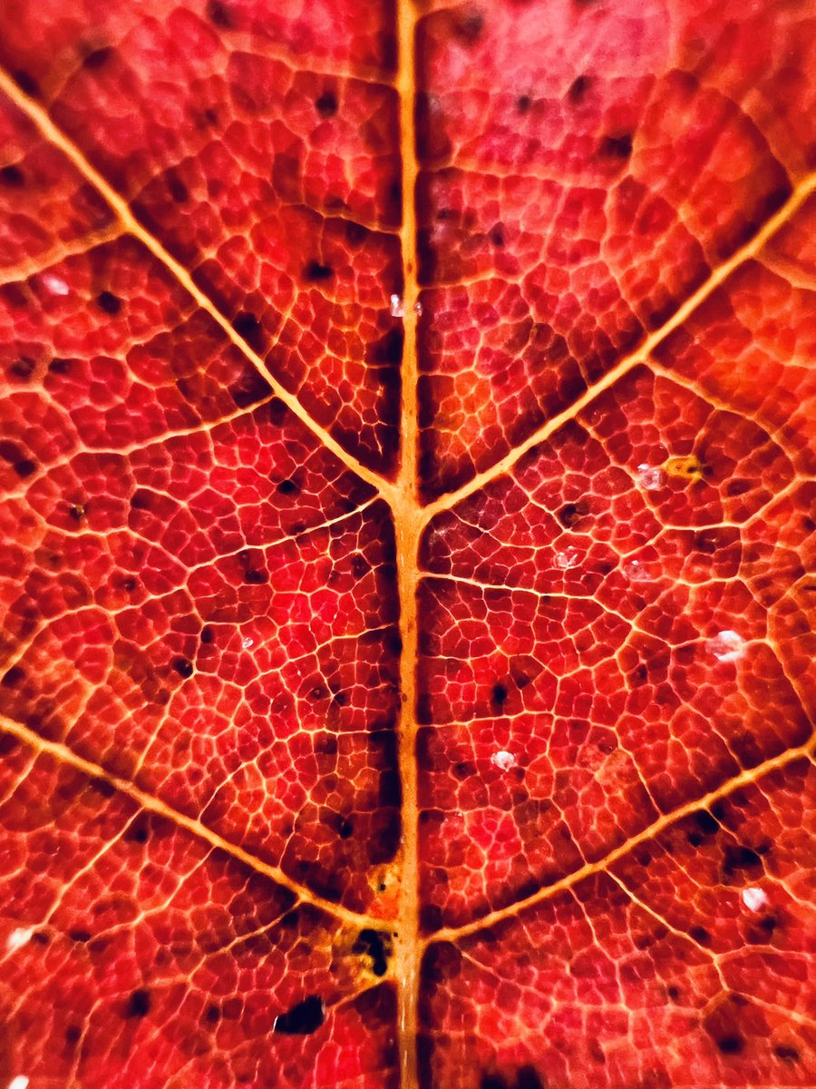 ChrisFarrell's tweet image. Micro photography on #iPhone13Pro is incredible.