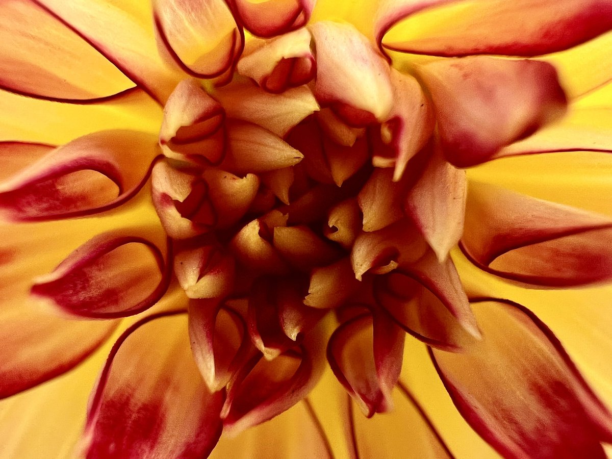 ChrisFarrell's tweet image. Micro photography on #iPhone13Pro is incredible.