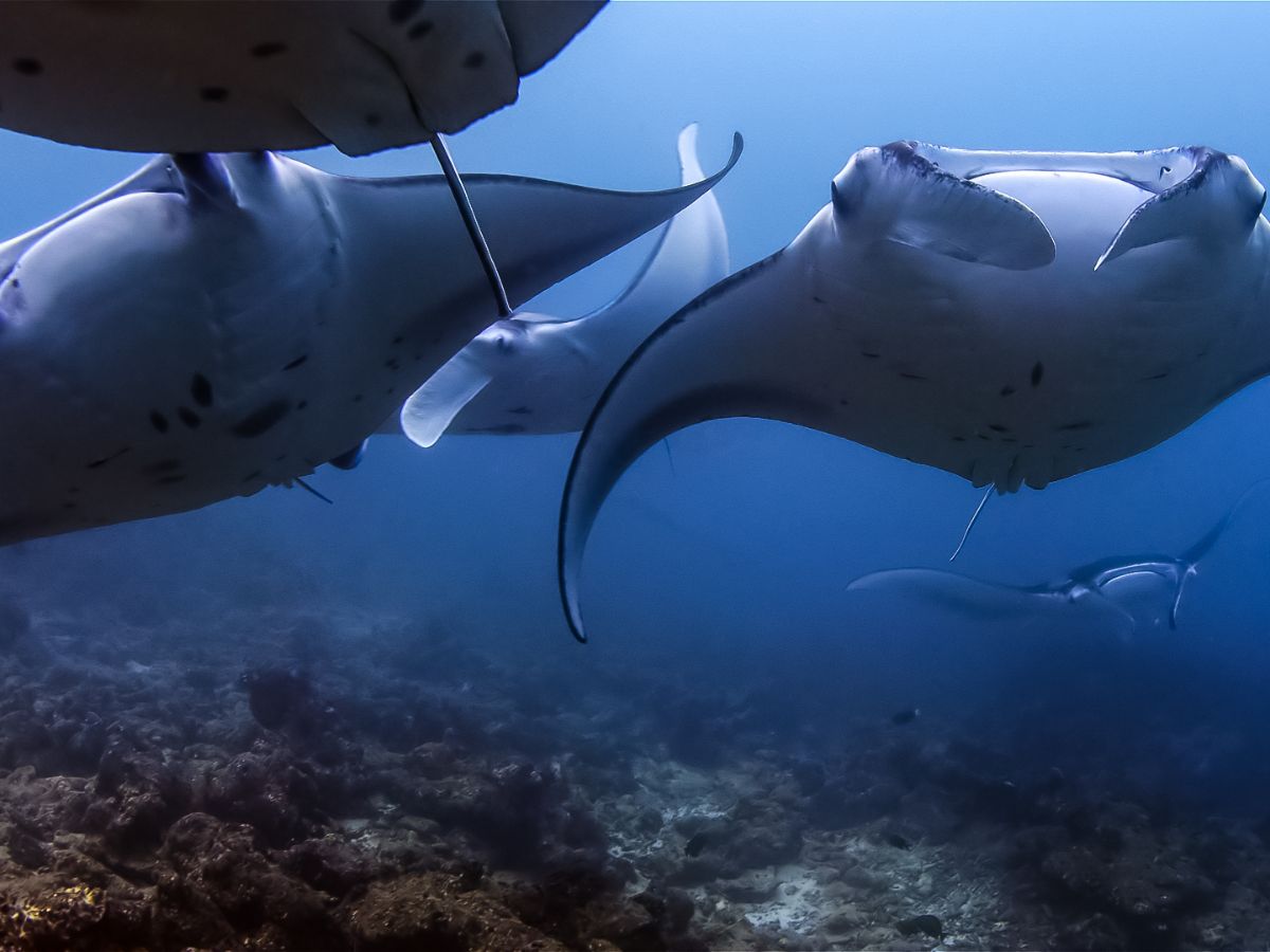 OysterDiving's tweet photo. Last Minute Maldives 14 night Liveaboard. Save over £1,000 - https://t.co/gzukl6k4iG https://t.co/hTbrULBGnU