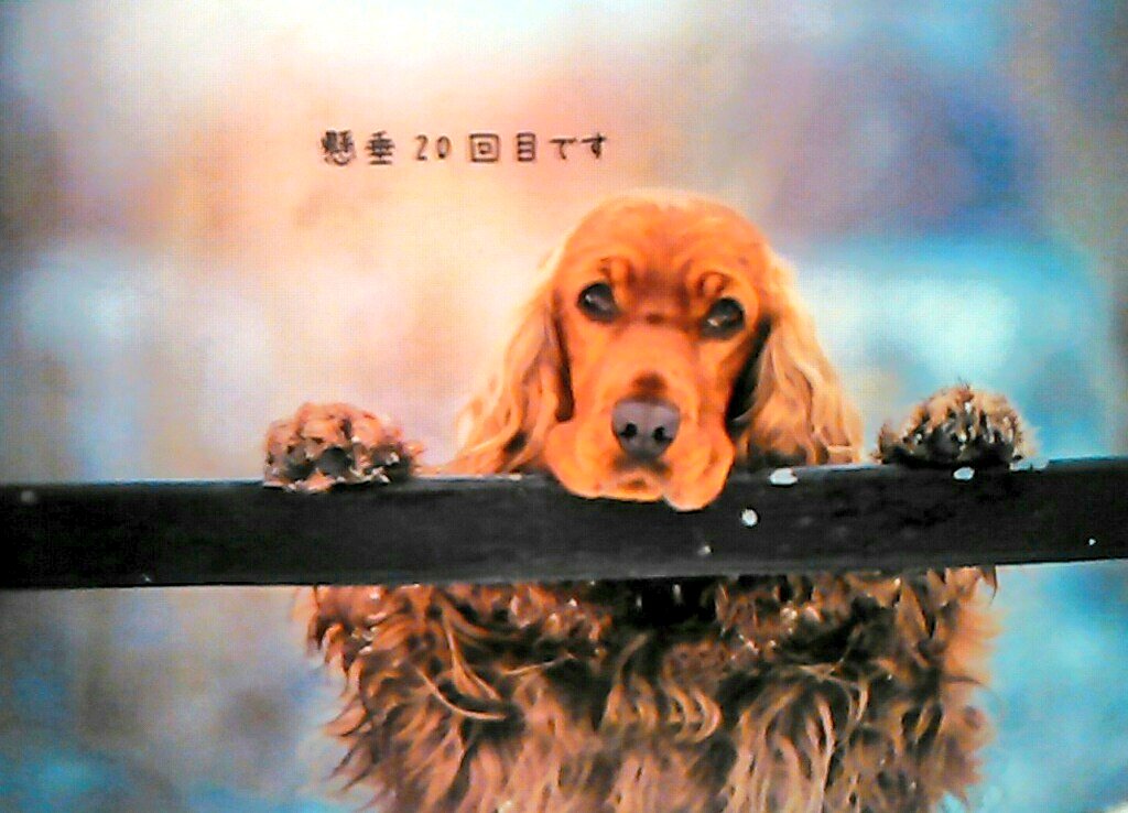 Top Tweets For 新渡戸稲造 Twstalker Top Tweets For 新渡戸稲造 Twstalker
